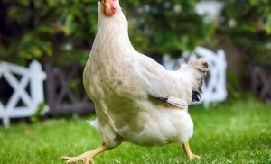Created to die – a parable of chickens and purpose